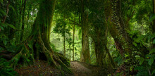 Tropical Jungles Of Southeast Asia 