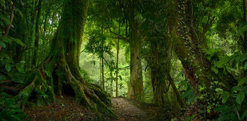 Wall Mural - Tropical jungles of Southeast Asia 