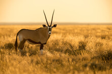 A Horizontal Shot Of An Oryx Standing Alone In Long Dry Yellow Grass, Photographed During A Golden Sunrise In The Etosha National Park, Namibia