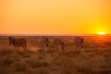 A Horizontal Shot Of A Herd Of Zebra Walking Towards The Camera And Grazing On Grass, Against A Beautiful Golden Sky At Sunrise, Photographed In The Etosha National Park, Namibia