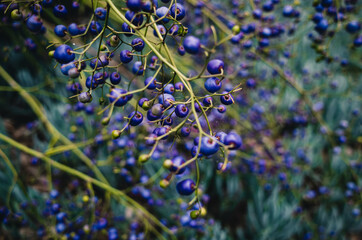 Wall Mural - dianella nigra