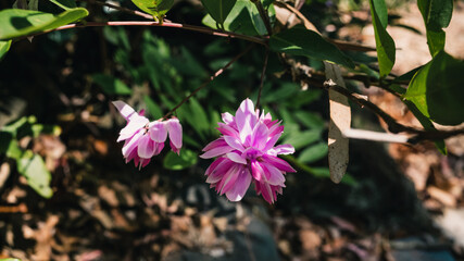 Wall Mural - pink flowers