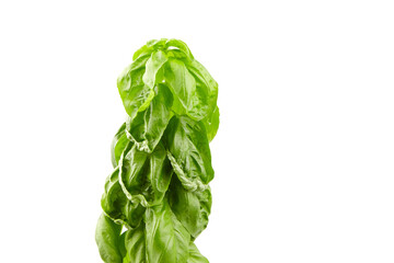 Basil herb with green fresh leaves isolated on white