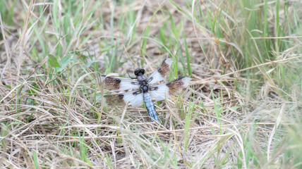 a tattered desert whitetail (plathemis subornata) perched on the ground on the plains of eastern col