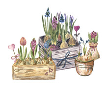 Watercolor Painting Of The Spring Flowers - Hyacinths, Crocuses, Muscari And Tulips. French Vintage Wooden Boxes And Flower Pots, Elegant Color Palette. For Greeting Cards, Postcards, Valentines. 