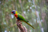 Fototapeta Tęcza - The sunset lorikeet (Trichoglossus forsteni) is a species of parrot that is endemic to the Indonesian islands.  It was previously considered a subspecies of the rainbow lorikeet.