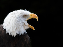 An American Bald Eagle (Haliaeetus Leucocephalus) Side View Head Shot Calling With Its Yellow Beak Wide Open.Black Background.Copy Space Right
