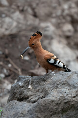 Wall Mural - african hoepoe (upupa africana), okavango, moremi game reserve, botswana.