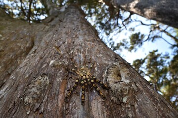 Wide-angle close up of the ivory ornamental tiger spider Poecilotheria subfusca (Araneae: Theraphosidae), an arboreal tarantula species from Sri Lanka, photographed in its biotope on a cypress tree.