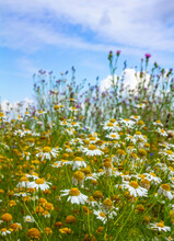 Chamomile Field On A Hill Under A Blue Sky With Clouds
