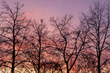 Fototapeta Na ścianę - Bare trees silhouettes against pink sunset sky. Nature background