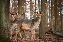 Fallow - Fallow Deer. (Dama Dama ) Beautiful Natural Background With Animals. Forest And Sunset.