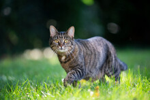 Tabby Cat On The Move Walking On Sunny Meadow Outdoors Looking At Camera Curiously
