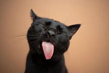 Funny Black Cat Sticking Out Tongue On Brown Background