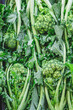 Cime di rapa, rapini or broccoli rabe in a field, green cruciferous vegetable, veggies, mediterranean cuisine, Puglia, Italy, vertical
