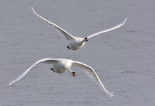 Pair Of Adult Mute Swans (cygnus Olor) Together In Incoming Flight  Over Grey Waters In Autumn Season