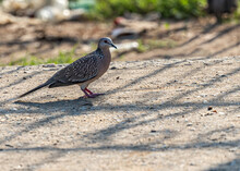 Spotted Dove Strolling In Garden