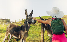 A Woman Hiker With Backpack And White Hat, Caresses A Donkey In A Green Meadow. Tourism Concept In Nature And Environment