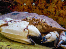 Closeup Of A Jonah Crab Hiding Between Rocks In A Tide Pool Off The Coast Of Maine