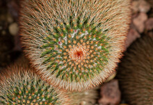 Cacti Background. Top View Of Mammillaria Spinosissima Also Known As Spiny Pincushion Cactus, Beautiful White Red And Green Colors, Texture And Pattern.