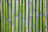 Fototapeta Sypialnia - wall of green bamboo trunks, green bamboo texture