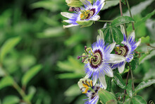 Flowers Plants Passionflower Blue