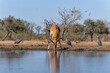 Impala coming for drinking at a waterhole in Mashatu Game Reserve in the Tuli Block in Botswana  