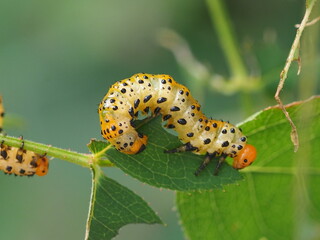 Wall Mural - Rose Sawfly (Arge ochropus)