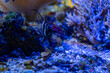 Banggai-Kardinalbarsch (Pterapogon kauderni) Molukken-Kardinalbarsch Unterwasserwelt