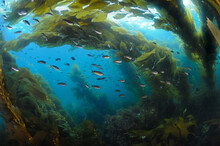 Kelp Forest With Blacksmith Fish Catalina Island CA USA