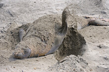 Elephant Seal Throwing Sand On Himself San Simeon CA USA