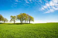Green Tree And Green Grass On Slope With White Clouds And Blue Sky.