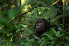 Chimpanzee In The Kibale National Park. Group Of Chimps In The Rain Forest. Wildlife In Uganda. 