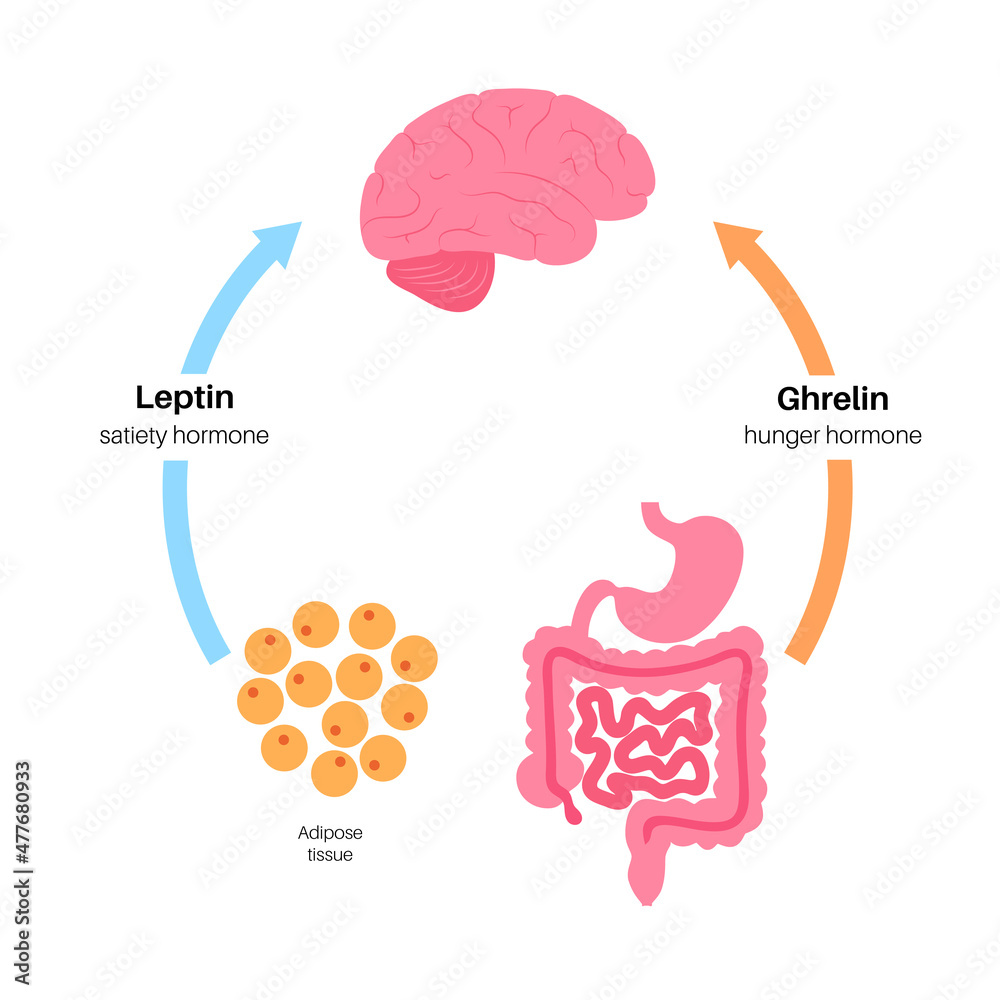 Hunger appetite hormones Stock Vector | Adobe Stock