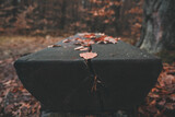 Fototapeta  - Jesienny liść