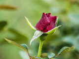 Fototapeta Lawenda - Róża
