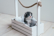 Cute Little Gray And White Kitten Sitting In Wooden Basket. Lovely Pet At Home