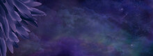 Dark Feathers And Dark Night Sky Background Banner - Long Thin Deep Purple Feathers In Left Corner Against Dark Celestial Deep Space Background With Copy Space For Messages
