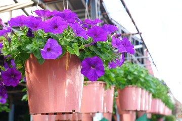 Wall Mural - purple petunia flowers are in bloom in pot on natural daylight green leaves background