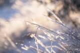 Fototapeta Dmuchawce - Thin blades of grass covered with laces of snow shining through the sun's rays. Snow covered grass covered with frost in a shape similar to feathers close-up.