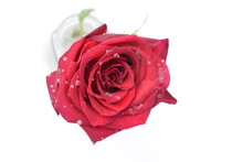 Red Rose With Frozen Water Droplets And Snowflakes In Glass Jar On Fallen Snow. 