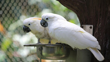 Yellow And White Parrot And Macaw.