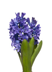 Poster - Blue hyacinth flower isolated white background. The first spring flower is blue hyacinth.