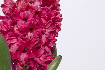 Poster - pink hyacinth flower isolated white background. The first spring flower is blue hyacinth.