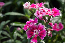 Beautiful Purple Dianthus Flowers In Sunlight. Selective Focus With Blurred Background.