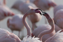 Greater Flamingo Phoenicopterus Roseus From Camargue, Southern France