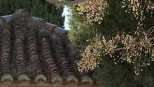 Melia Azedarach Beside A Andalusi Roof