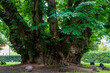 1000jährige Linde, ein Methusalem unter den Bäumen
