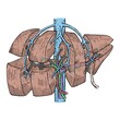 Liver anatomy: Couinaud hepatic segmentation. Colorfull