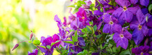 Purple Phlox With Place For Text Natural Texture.
